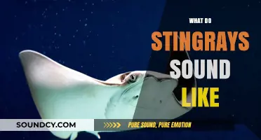 Unveiling the Mysterious Underwater Sounds of Stingrays: What Do They Sound Like?