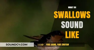 The Unique and Enchanting Sounds of Swallows: A Guide