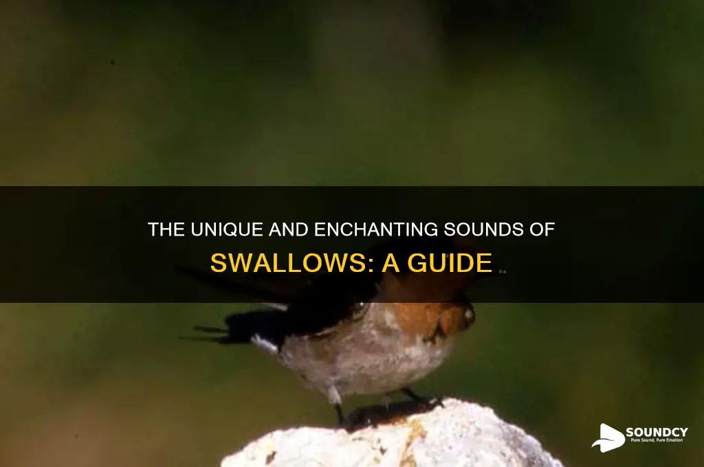 what do swallows sound like