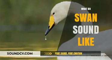 Discover the Unique and Serene Sounds of Swans in Nature