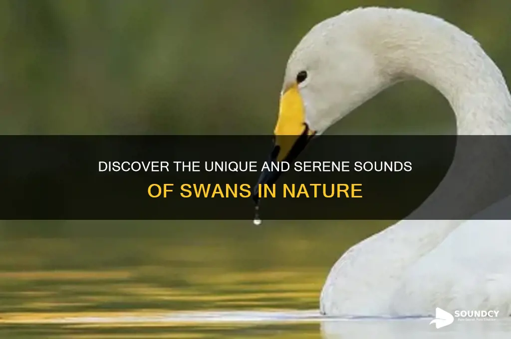 what do swan sound like