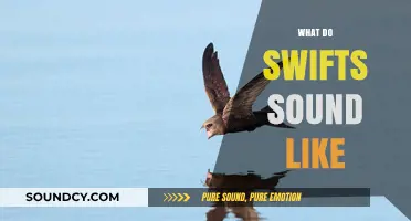 Discover the Unique and Enchanting Sounds of Swifts in Flight