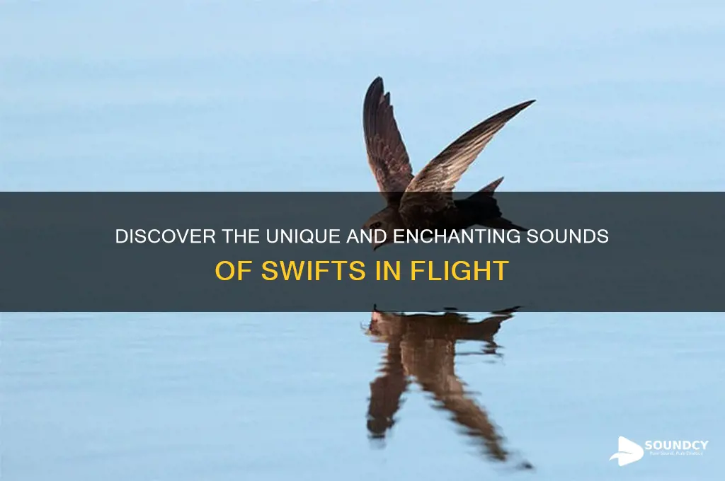 what do swifts sound like