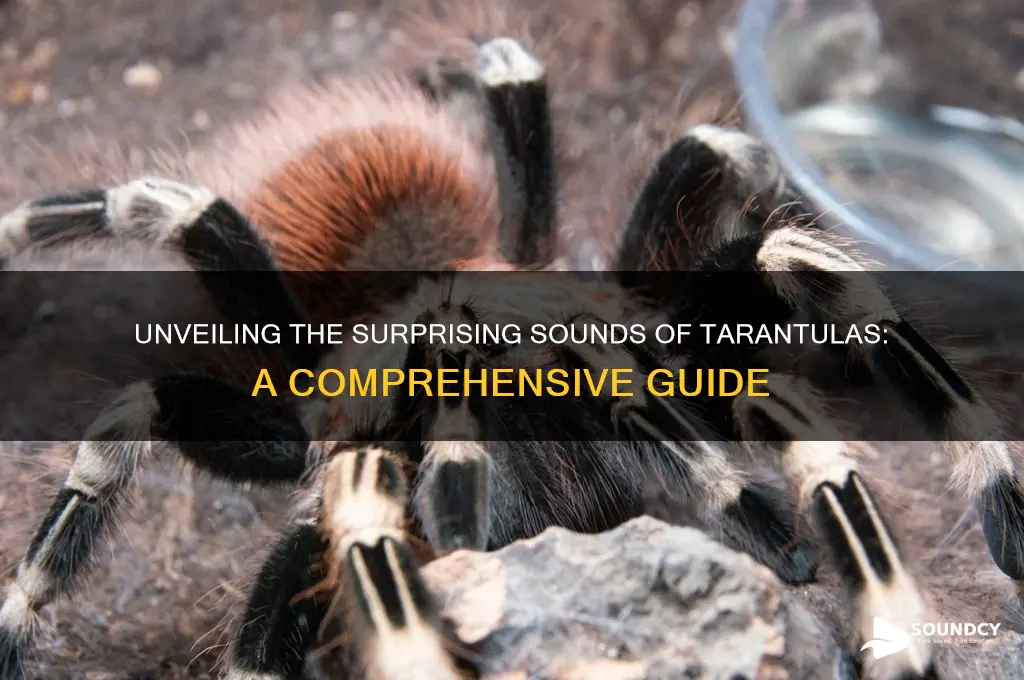 what do tarantulas sound like