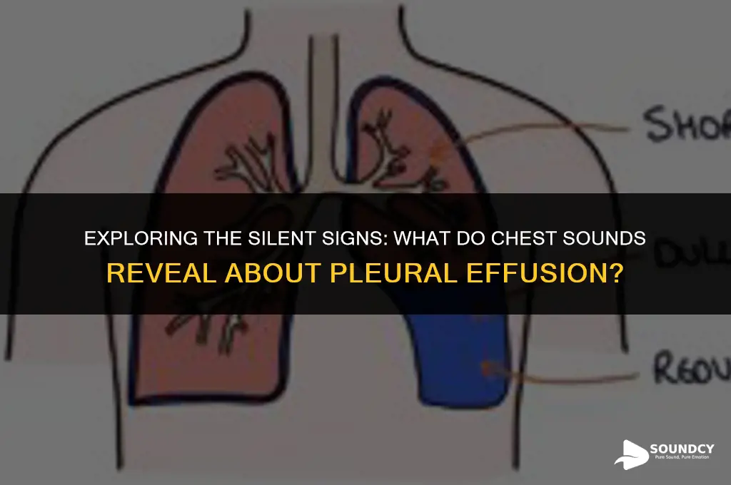 what do the chest sound like with pleural effusion