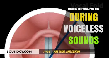 Unveiling the Mystery: Vocal Folds' Role in Voiceless Sounds