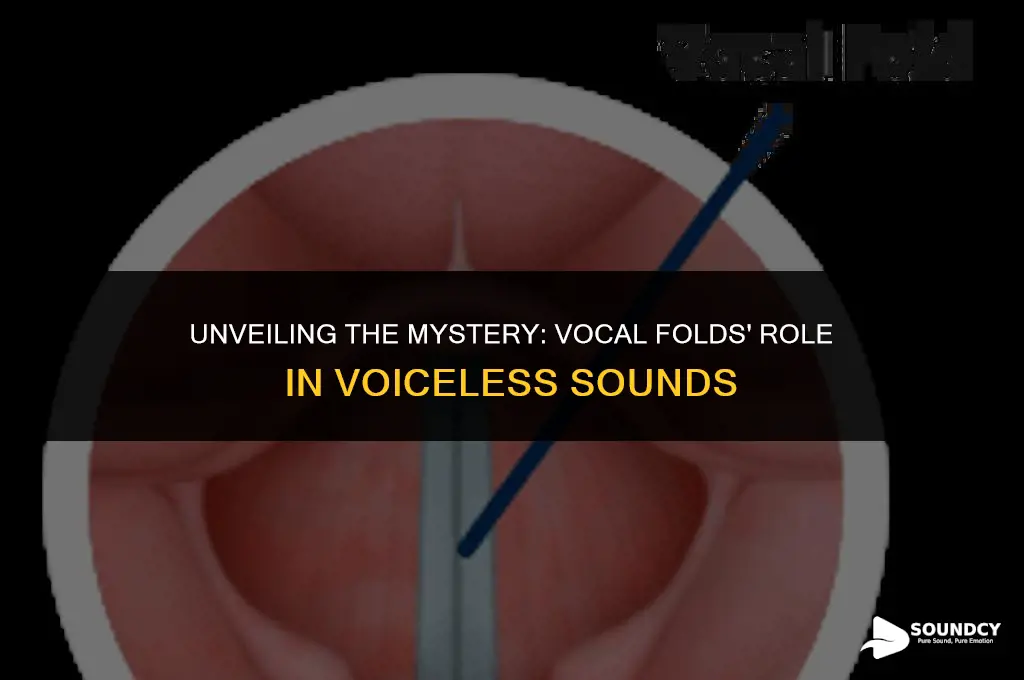 what do the vocal folds do during voiceless sounds
