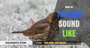 Discover the Unique Sounds of Thrush: A Birdsong Guide