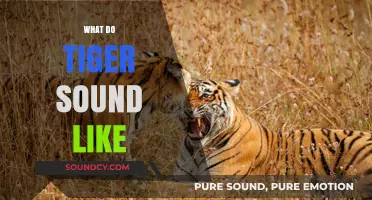 Unveiling the Majestic Roar: What Do Tigers Sound Like?