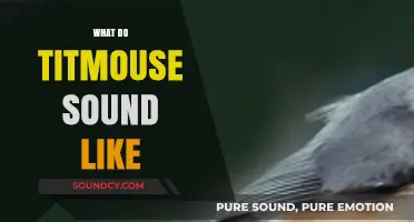 Discover the Unique and Charming Sounds of the Titmouse