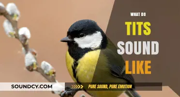 Exploring the Unique Sounds of Tits in Nature