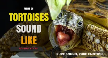 Unveiling the Surprising Sounds of Tortoises: What Do They Really Say?