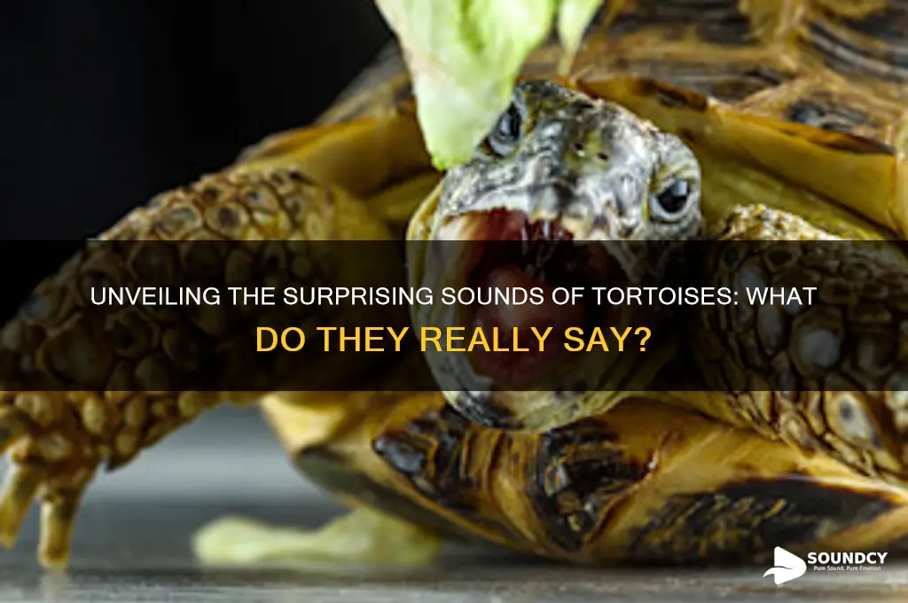 what do tortoises sound like