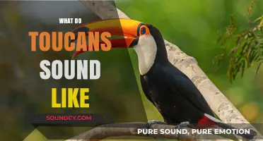 Discover the Unique and Surprising Sounds of Toucans in the Wild