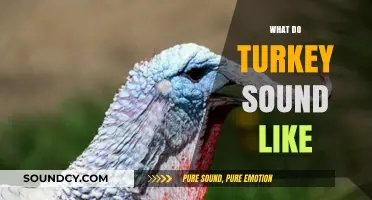 Discovering the Unique Sounds of Turkeys: What Do They Sound Like?