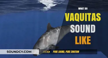 Unveiling the Mysterious Sounds of Vaquitas: A Deep Dive