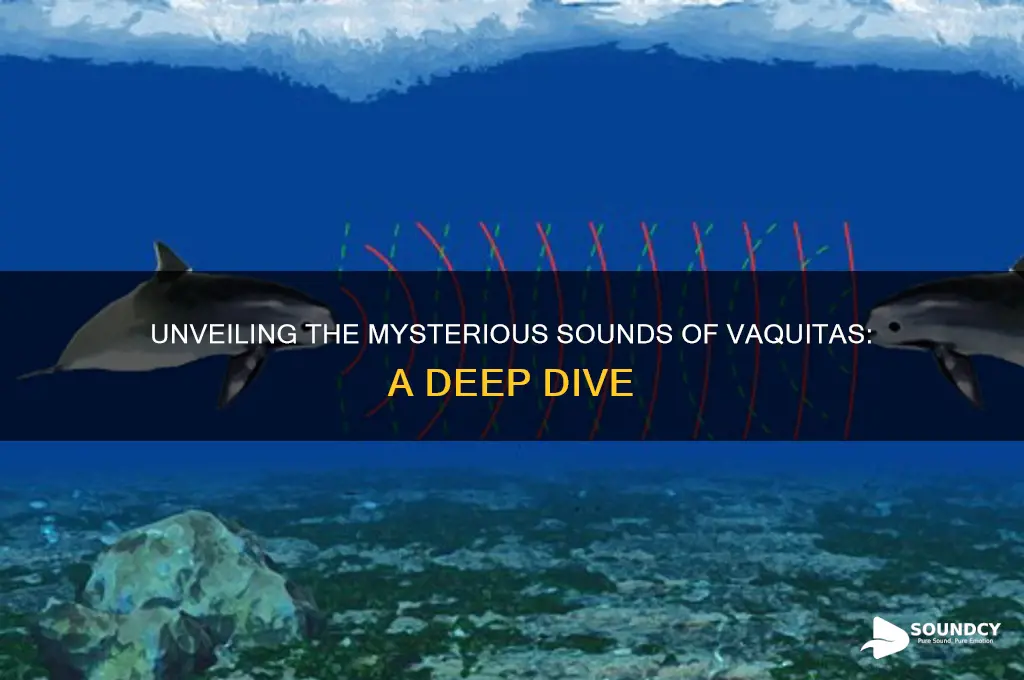 what do vaquitas sound like