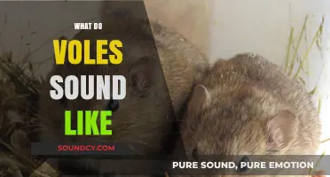 Unveiling the Unique Sounds of Voles: A Comprehensive Acoustic Guide