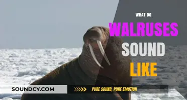 Discover the Unique Vocalizations: What Do Walruses Sound Like?