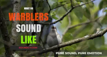 Exploring the Enchanting Melodies: What Do Warblers Sound Like?