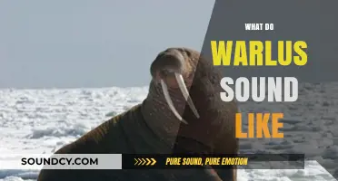 Discover the Unique Vocalizations: What Do Walruses Sound Like?