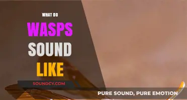 Decoding the Buzz: What Do Wasps Sound Like and Why?