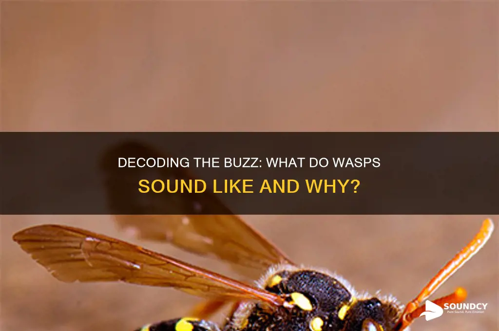 what do wasps sound like