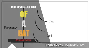 Echoes of the Night: Unraveling the Mystery of a Bat's Call