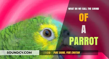 Echoes of the Tropics: Unraveling the Unique Sound of Parrots