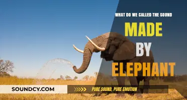 Decoding Elephant Vocalizations: A Journey into Their Sonic World