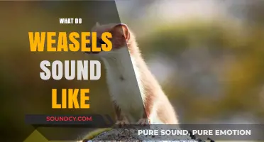 Unveiling the Unique Vocalizations: What Sounds Do Weasels Make?