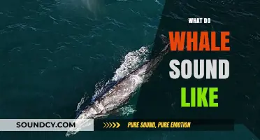 Exploring the Mystical Underwater Symphony: What Do Whales Sound Like?