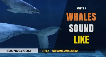 Exploring the Majestic Underwater Symphony: What Do Whales Sound Like?