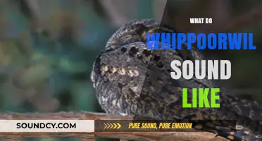 Discover the Hauntingly Beautiful Whippoorwill's Distinctive Nighttime Call