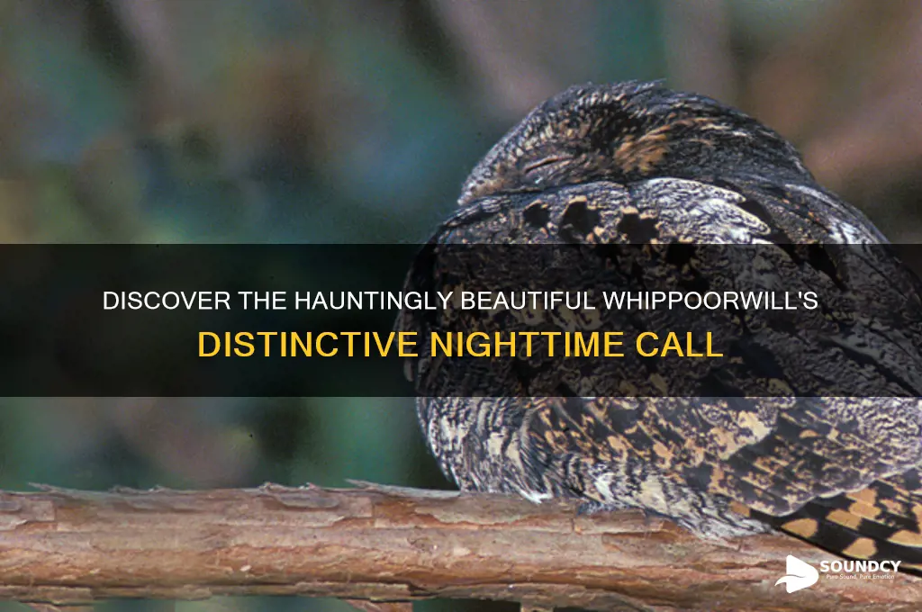 what do whippoorwill sound like