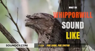 The Haunting Melody: Unveiling the Mystical Whip-poor-will's Call