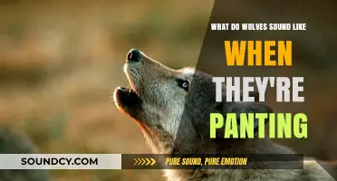 Exploring the Unique Sounds of Wolves Panting: A Sonic Journey