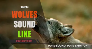 Unveiling the Mystical Howls: What Do Wolves Sound Like?