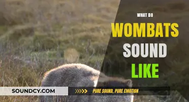 Unveiling the Unique Vocalizations: What Do Wombats Sound Like?