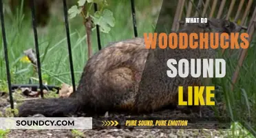 Unveiling the Unique Sounds of Woodchucks: A Comprehensive Guide