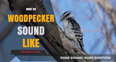 Unraveling the Unique Drumming and Chirping Sounds of Woodpeckers