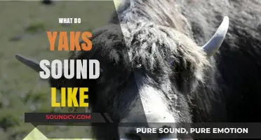 Unveiling the Unique Vocalizations: What Do Yaks Sound Like?