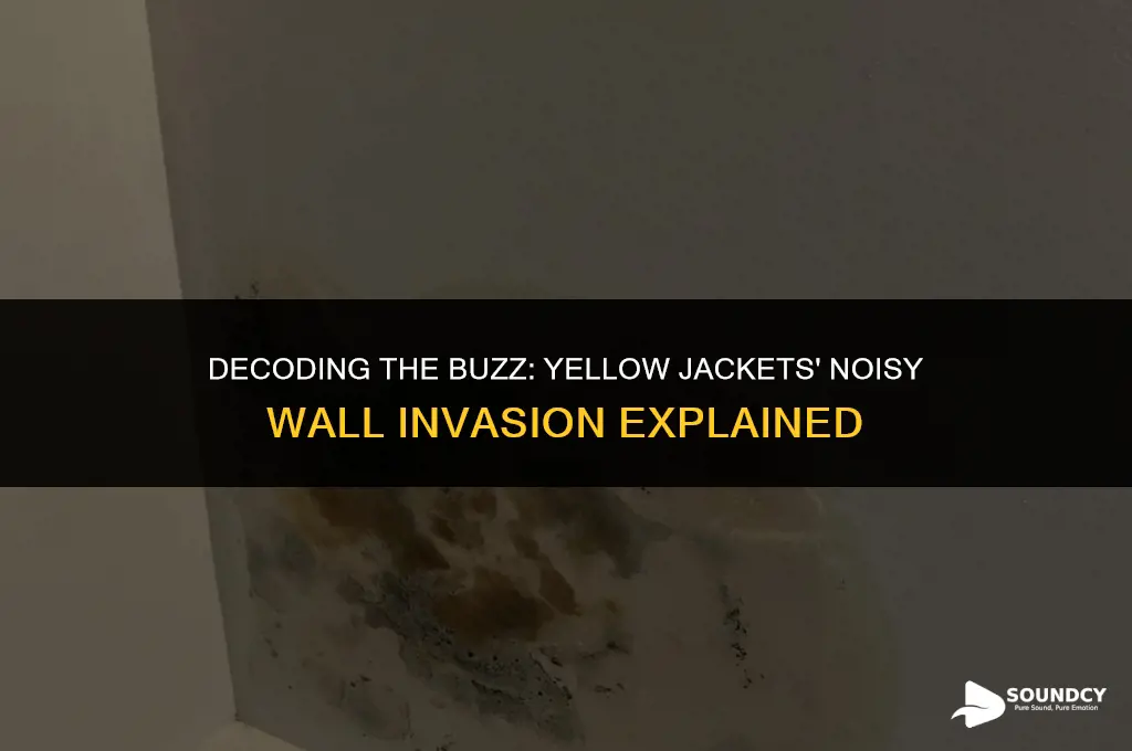 what do yellow jackets sound like in a wall