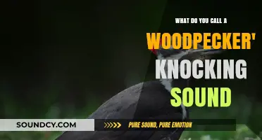 Nature's Drummer: Unraveling the Mystery of a Woodpecker's Knock
