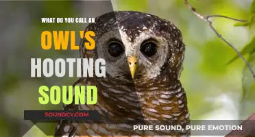 The Enigmatic Hoot: Unraveling the Mysteries of Owl Calls