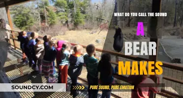 Decoding the Growls: What Do You Call the Sound a Bear Makes?