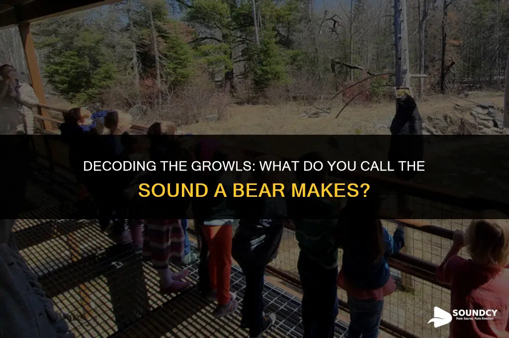 what do you call the sound a bear makes