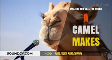 Decoding Camel Noises: A Guide to Their Unique Sounds
