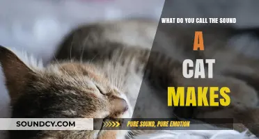 Purr-fectly Curious: Exploring the Unique Sounds Cats Make