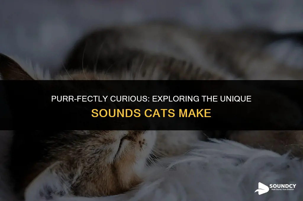 what do you call the sound a cat makes